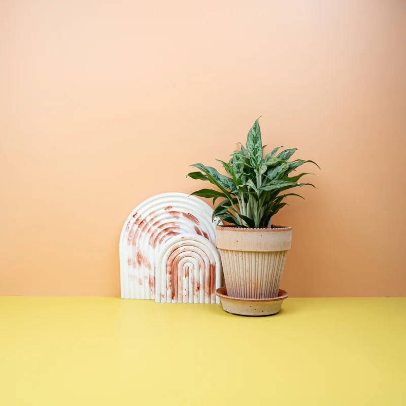 AGLAONEMA GREYHOUND
