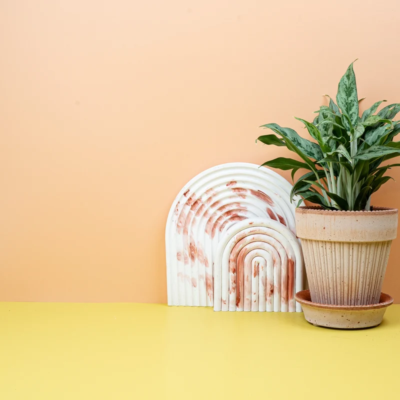 AGLAONEMA GREYHOUND