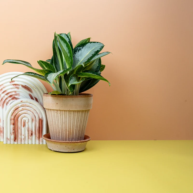 AGLAONEMA SILVER BLUE