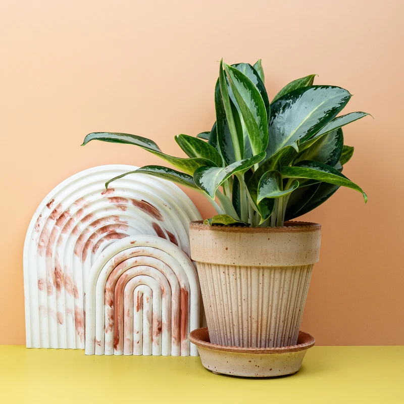 AGLAONEMA SILVER BLUE