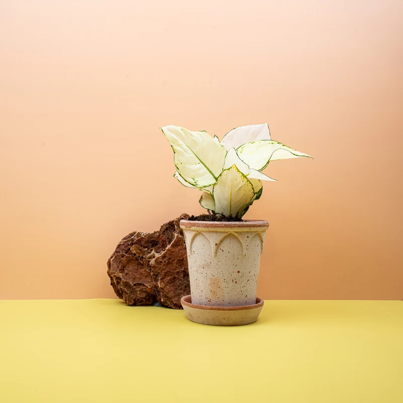 AGLAONEMA WHITE JOY