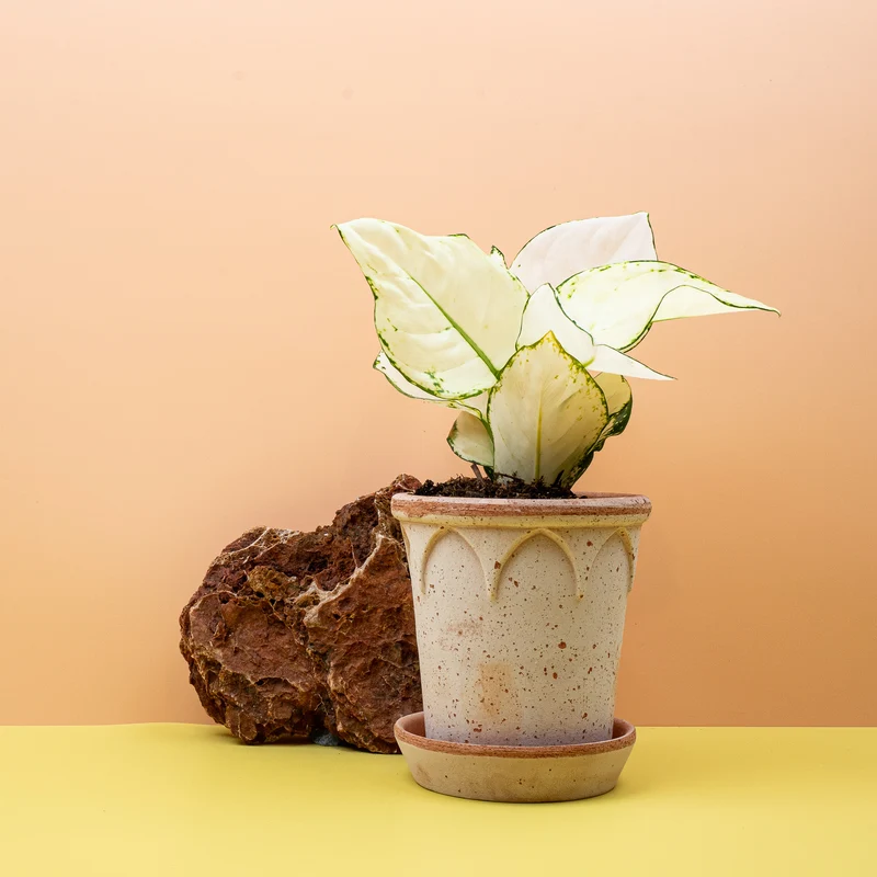 AGLAONEMA WHITE JOY