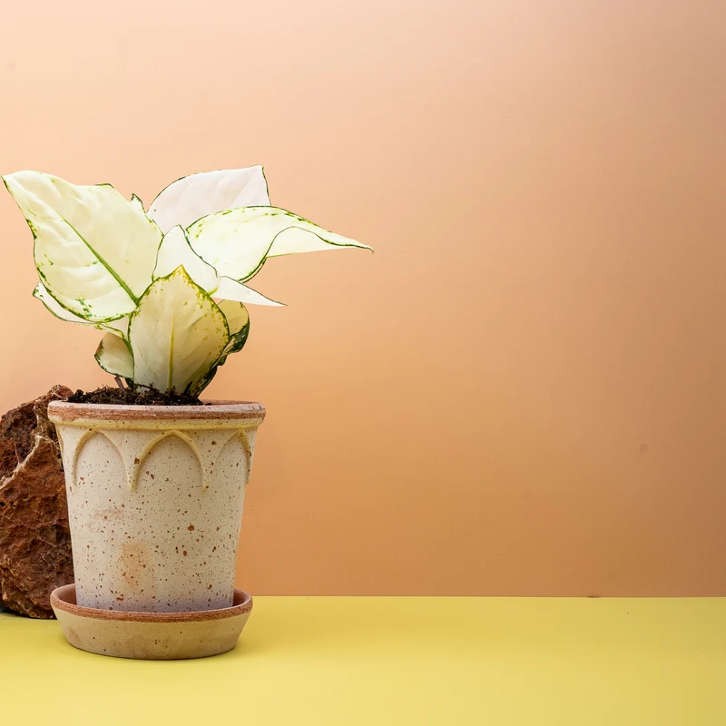 AGLAONEMA WHITE JOY
