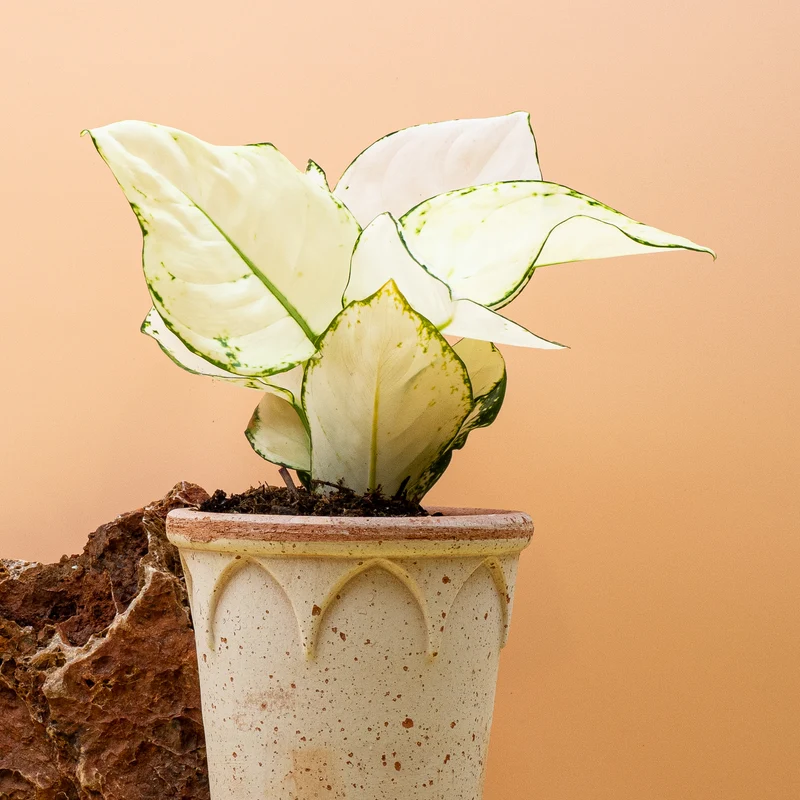 AGLAONEMA WHITE JOY