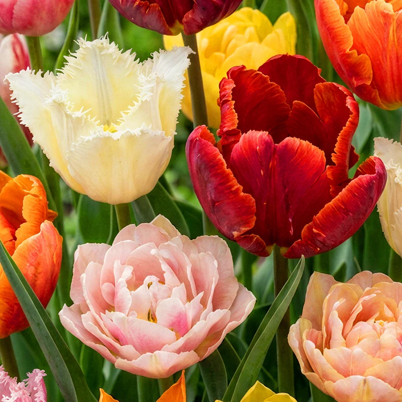 Tulip Garden Mix