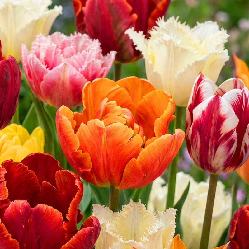 Tulip Garden Mix