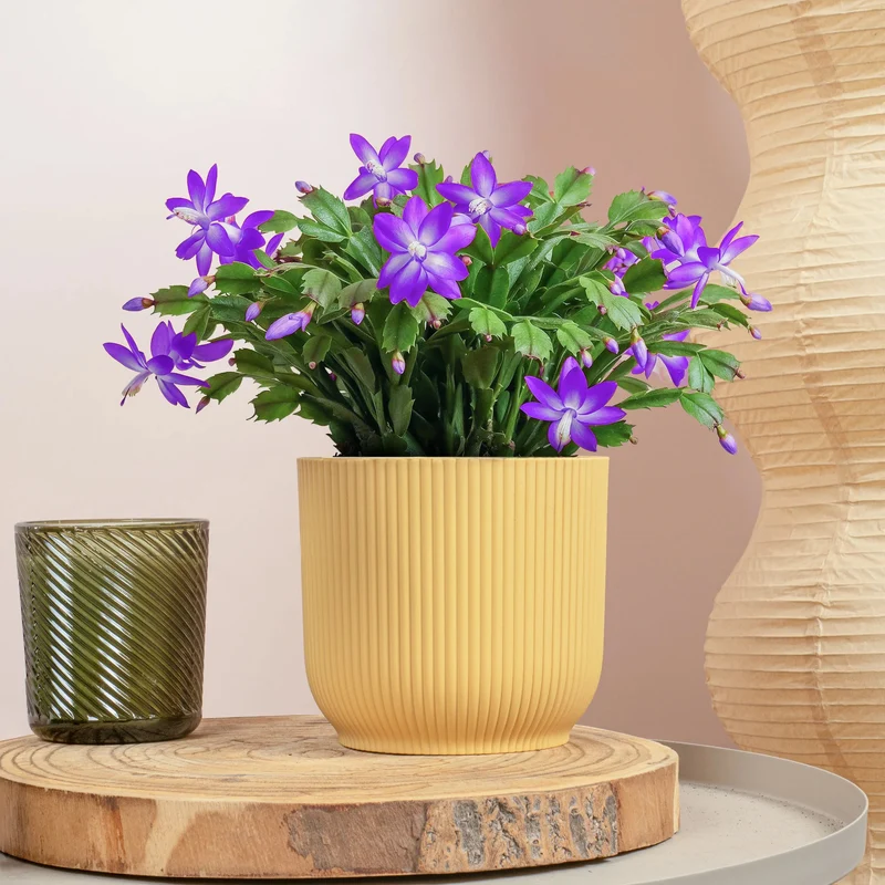 Purple Christmas Cactus