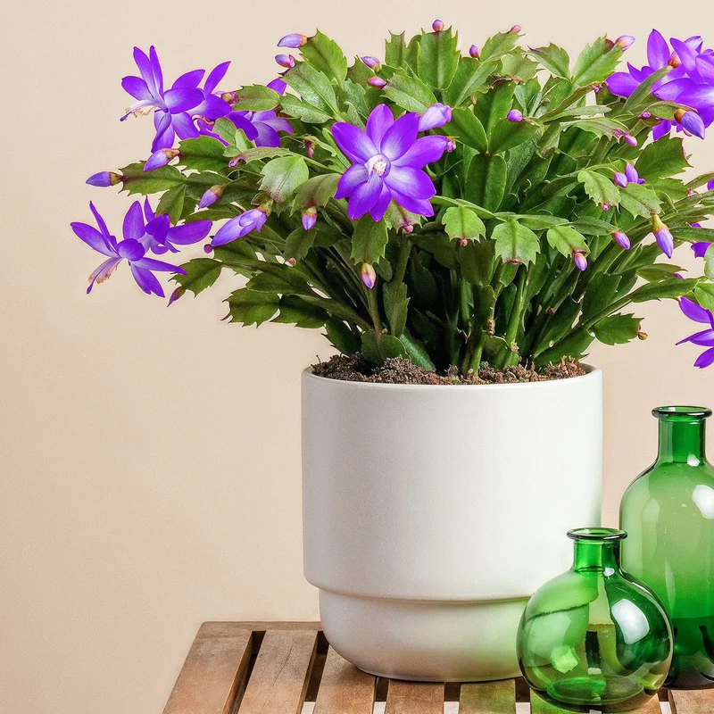 Purple Christmas Cactus