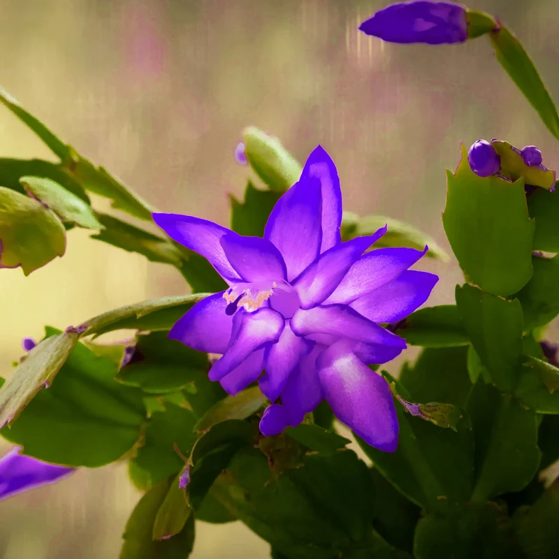 Purple Christmas Cactus