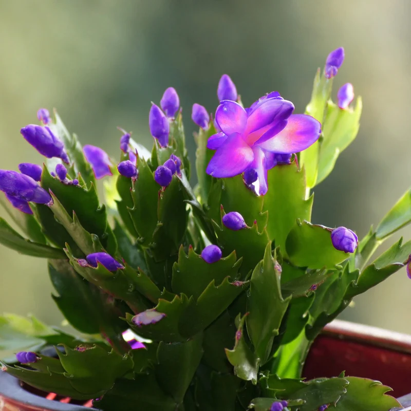 Purple Christmas Cactus