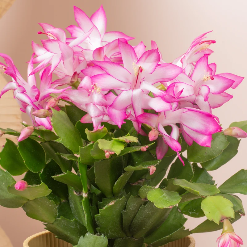 Pink Christmas Cactus
