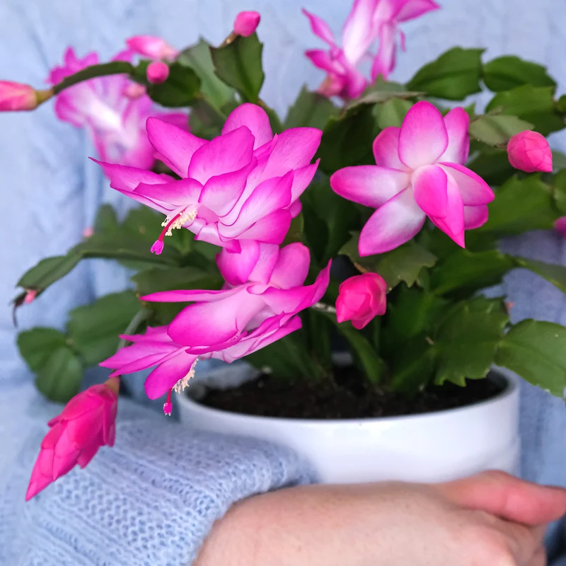 Pink Christmas Cactus