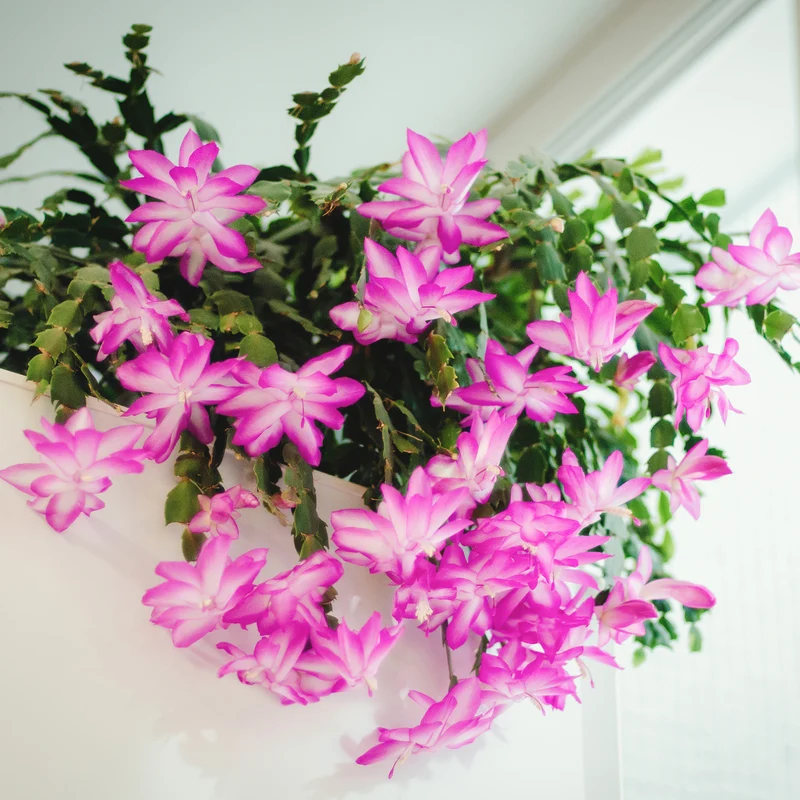 Pink Christmas Cactus