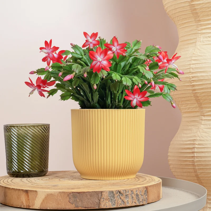 Red Christmas Cactus