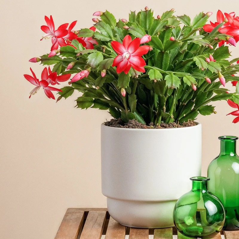 Red Christmas Cactus