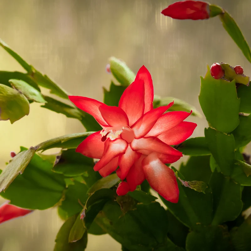 Red Christmas Cactus