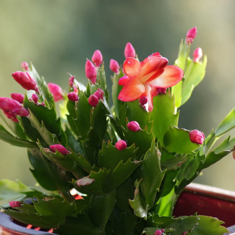 Red Christmas Cactus
