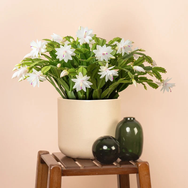 White Christmas Cactus