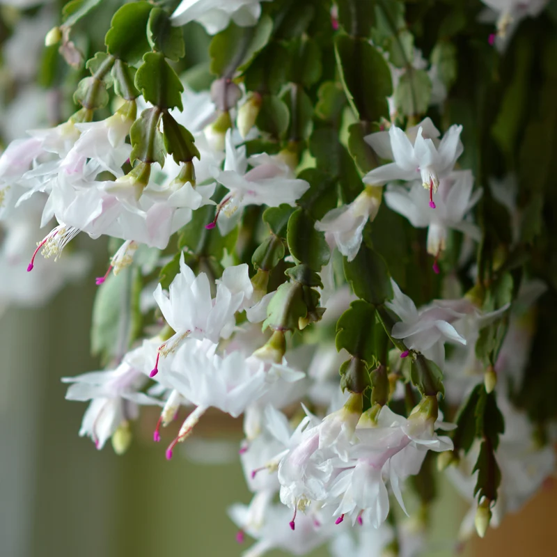 White Christmas Cactus