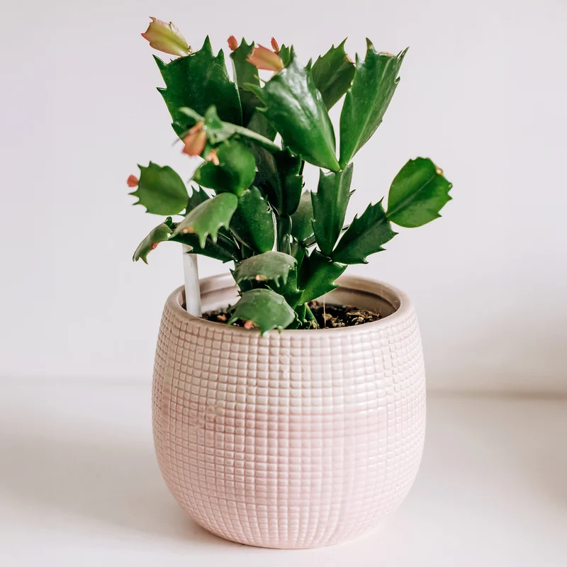 White Christmas Cactus