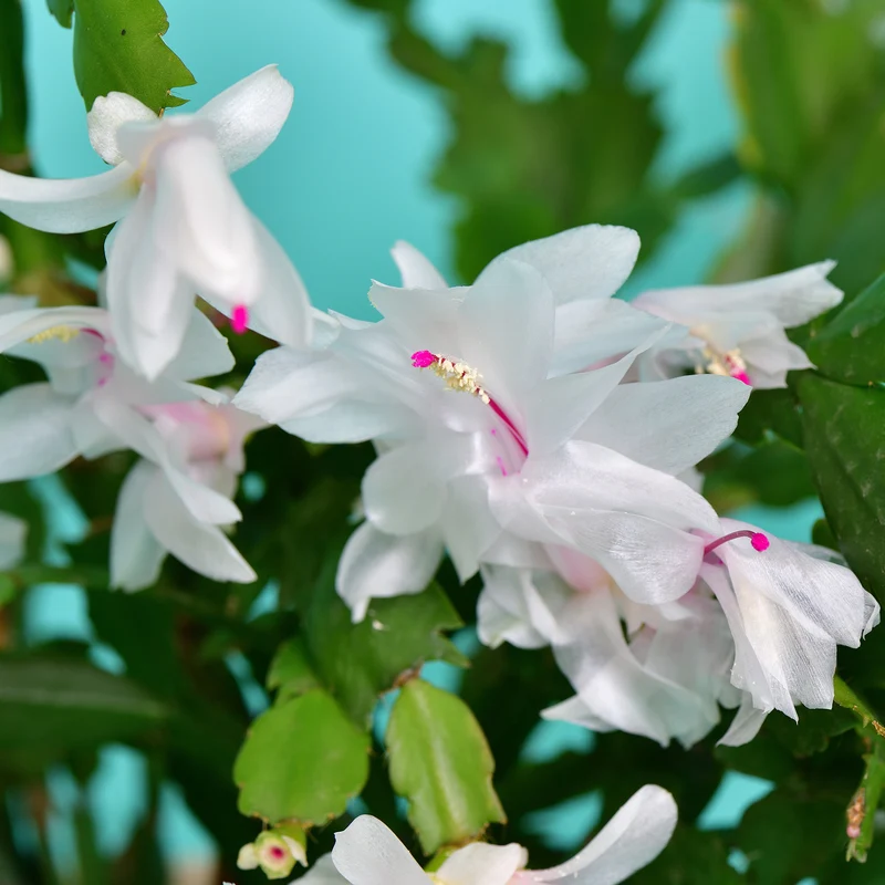 White Christmas Cactus