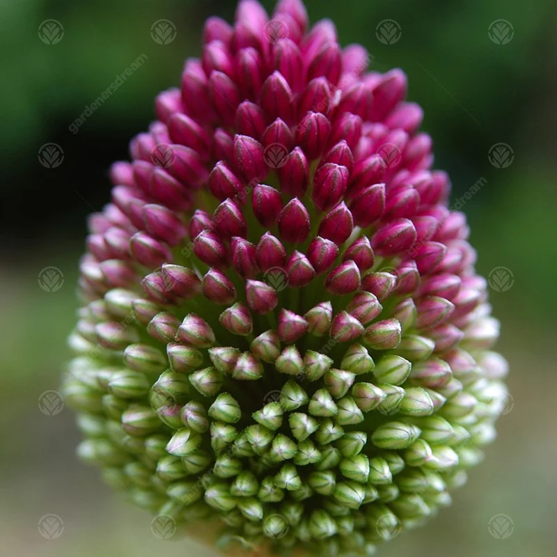 Allium sphaerocephalon