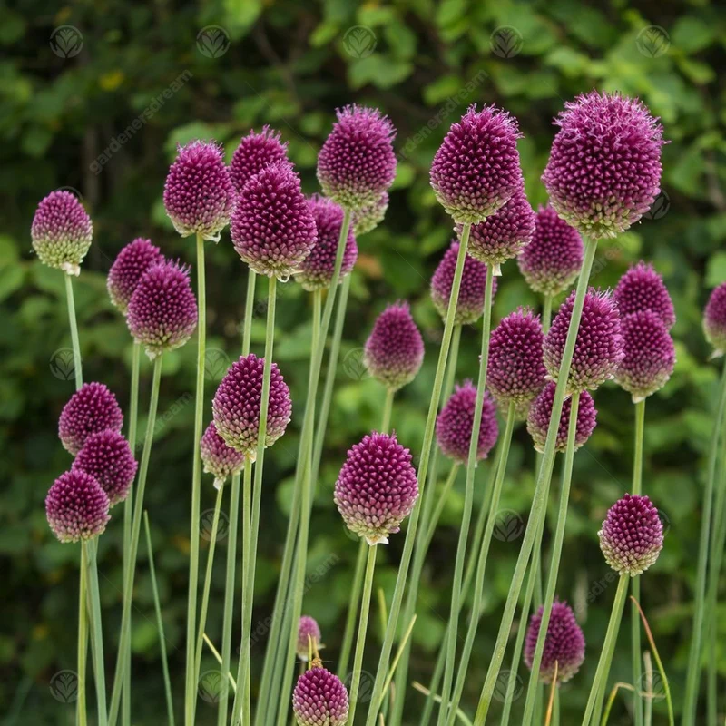 Allium sphaerocephalon