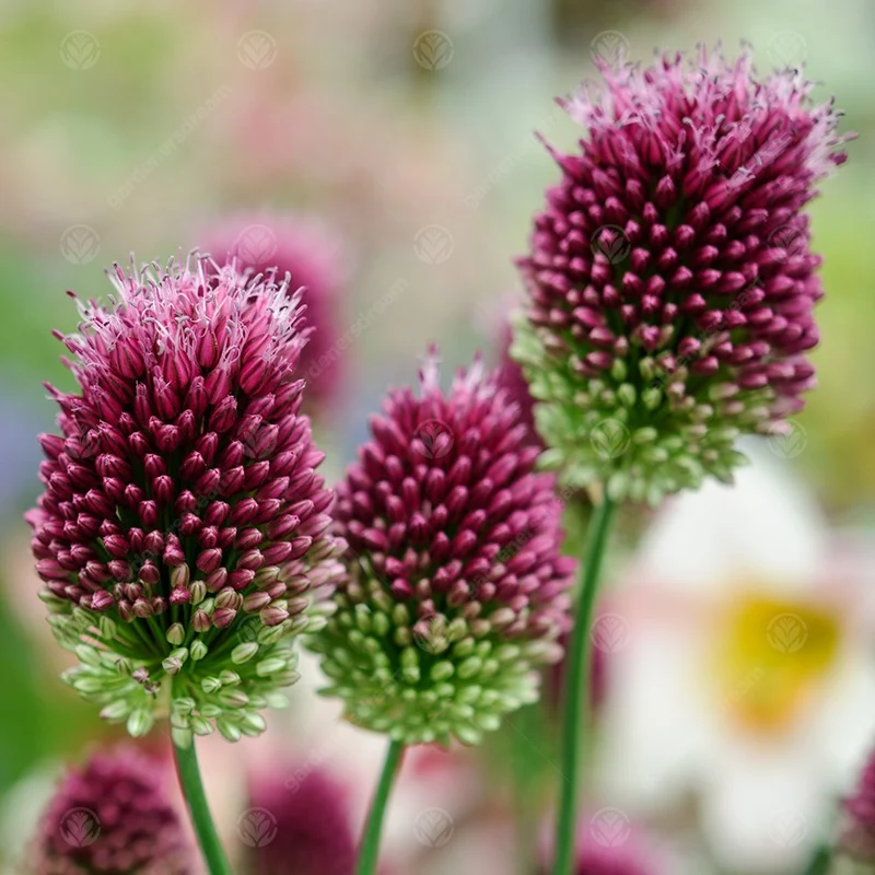 Allium sphaerocephalon
