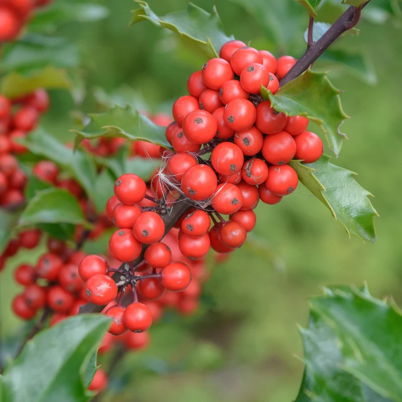 Ilex 'Blue Prince'