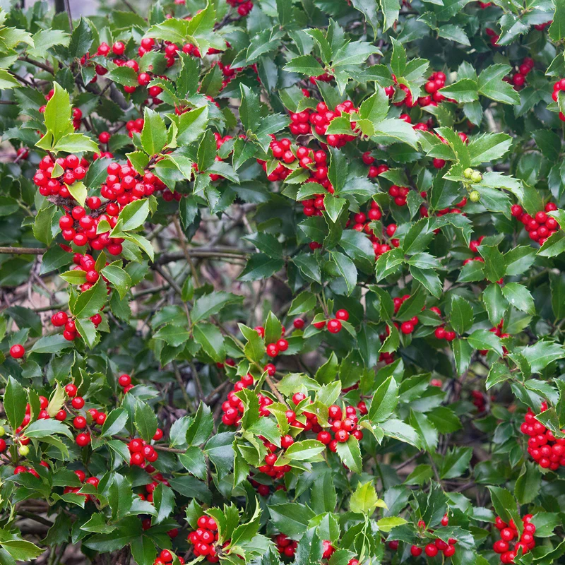Ilex 'Blue Prince'