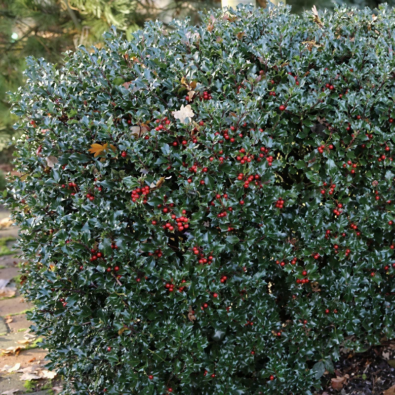 Ilex 'Blue Prince'