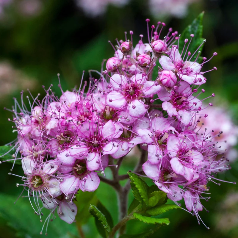 Spierstrauch 'Little Princess'