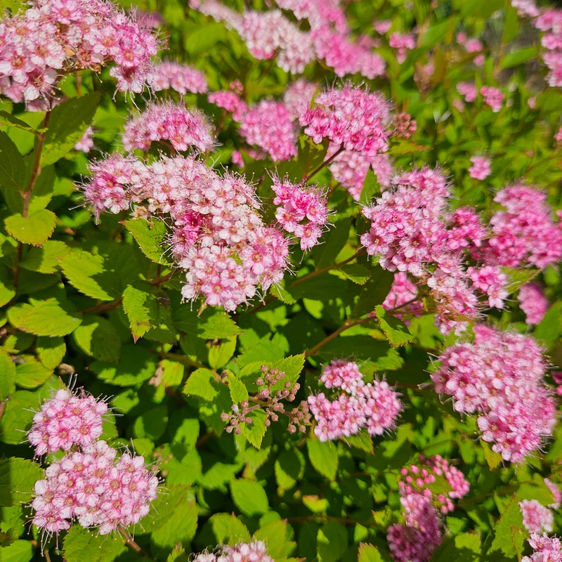 Spierstrauch 'Little Princess'