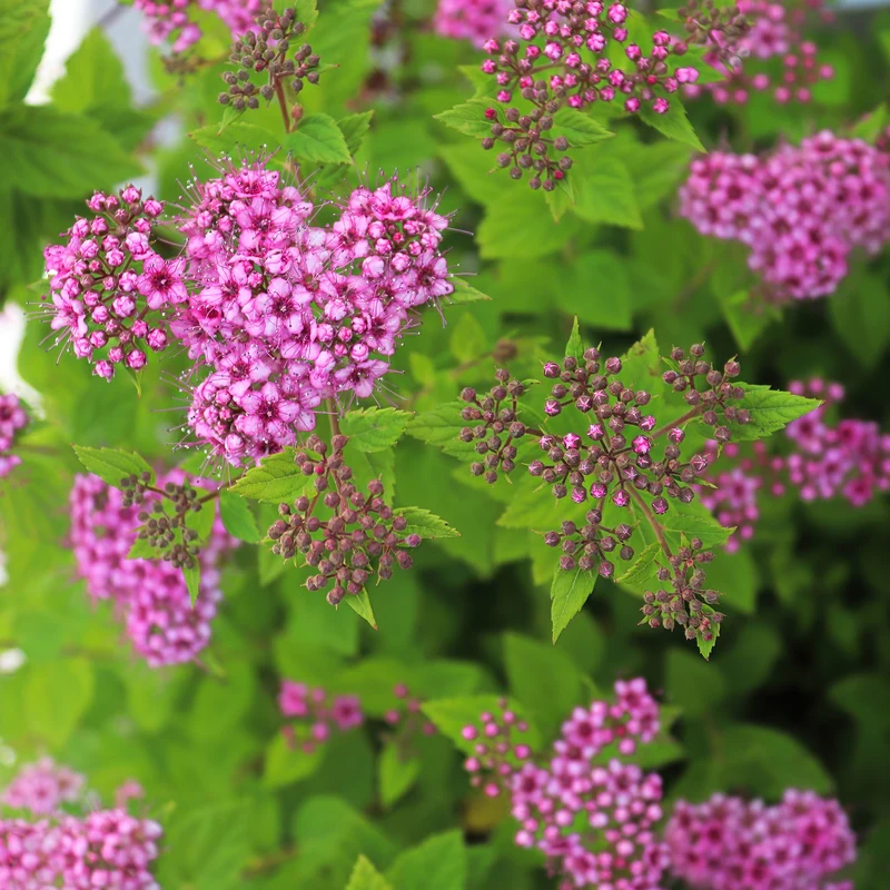 Spierstrauch 'Little Princess'