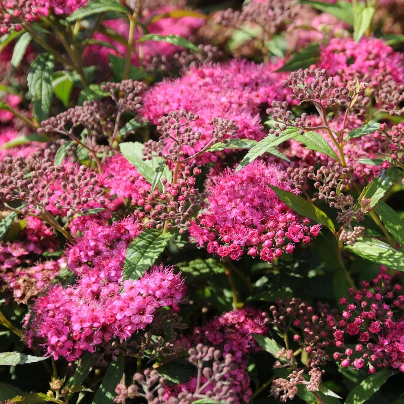 Spierstrauch 'Anthony Waterer'