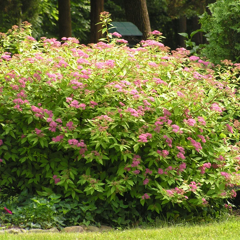 Spierstrauch 'Anthony Waterer'