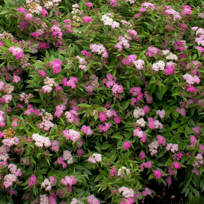 Spierstrauch 'Anthony Waterer'