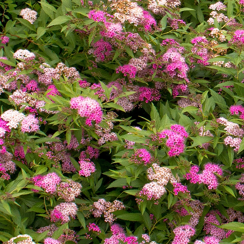 Spierstrauch 'Anthony Waterer'