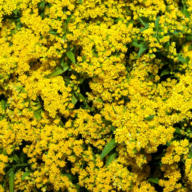 Goldrute 'Goldkind'