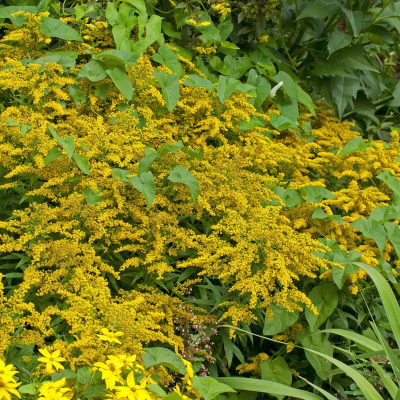 Goldrute 'Goldkind'