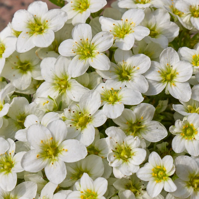 Steinbrech 'White'