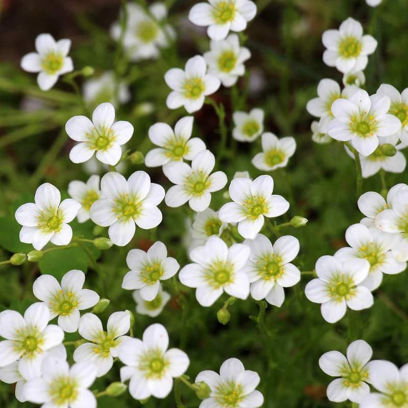 Steinbrech 'White'