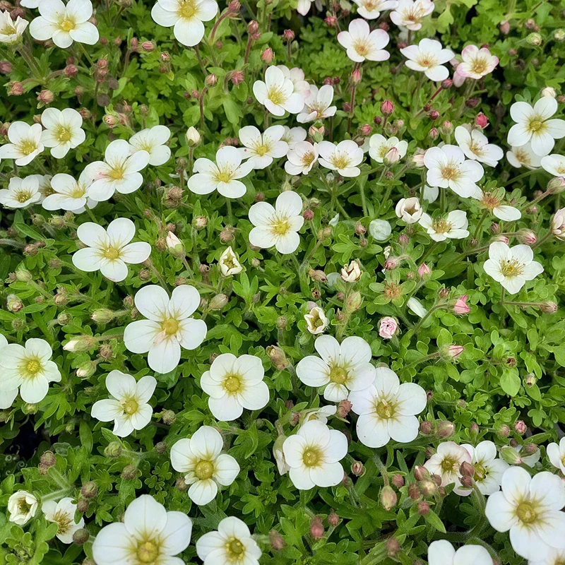 Steinbrech 'White'