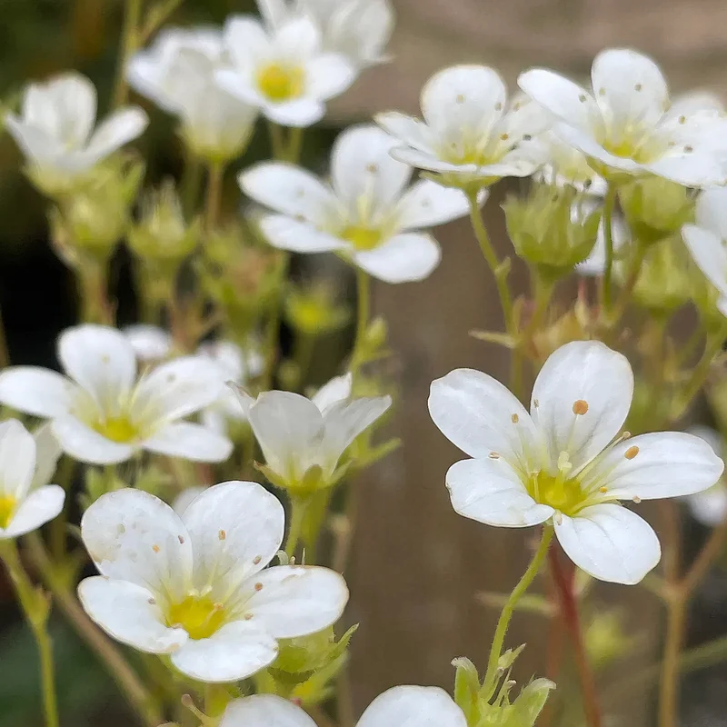 Steinbrech 'White'