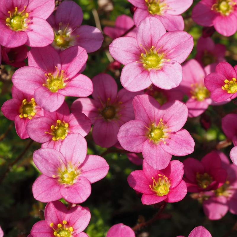 Steinbrech 'Pink'