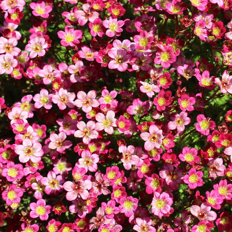 Steinbrech 'Pink'