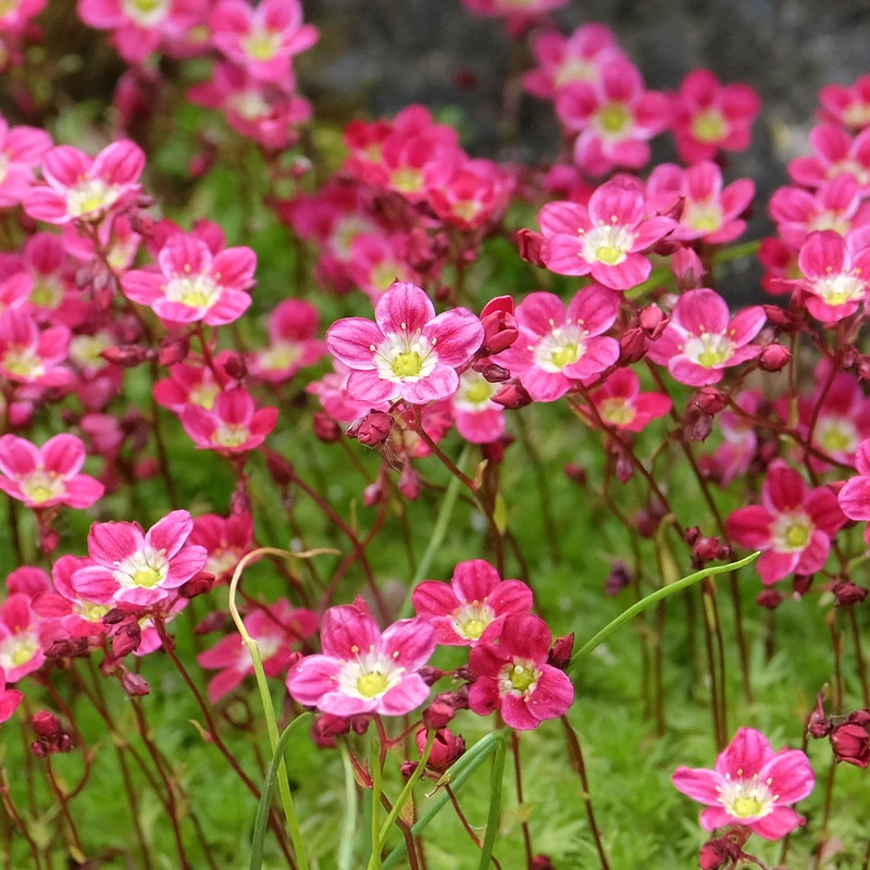 Steinbrech 'Pink'