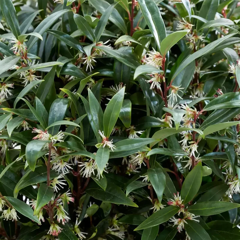 Fleischbeere