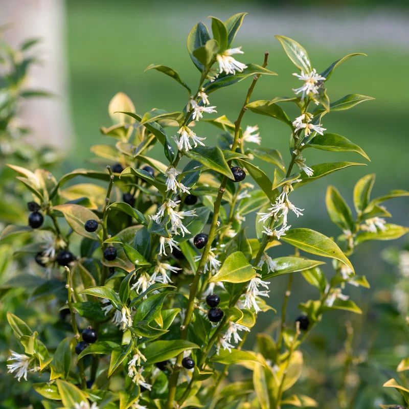 Fleischbeere