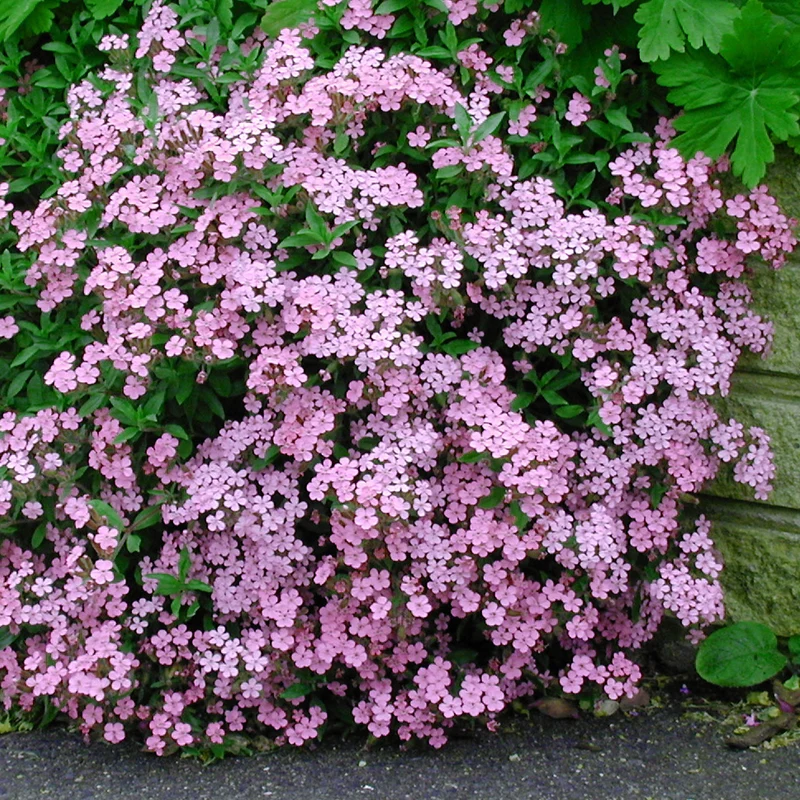 Polster-Seifenkraut